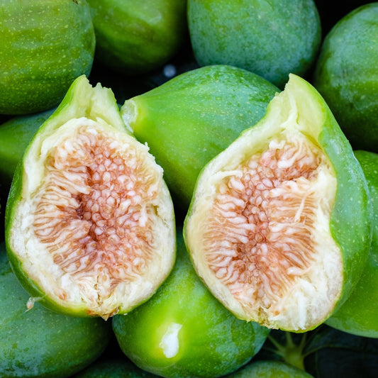 Figuier Fiorone - Bakker