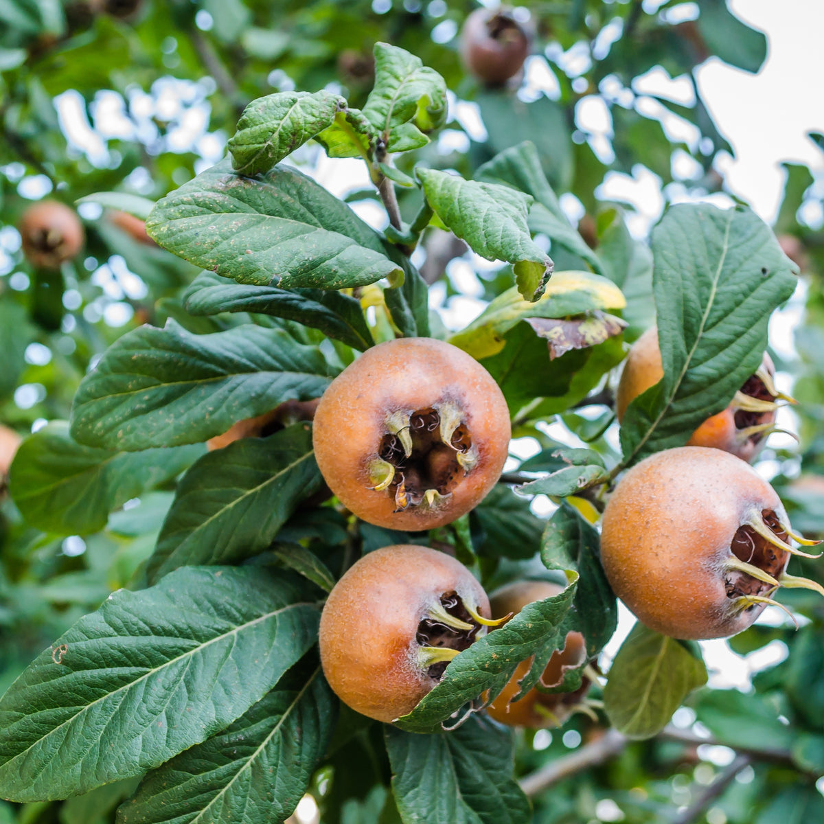 Néflier - Mespilus germanica - Bakker