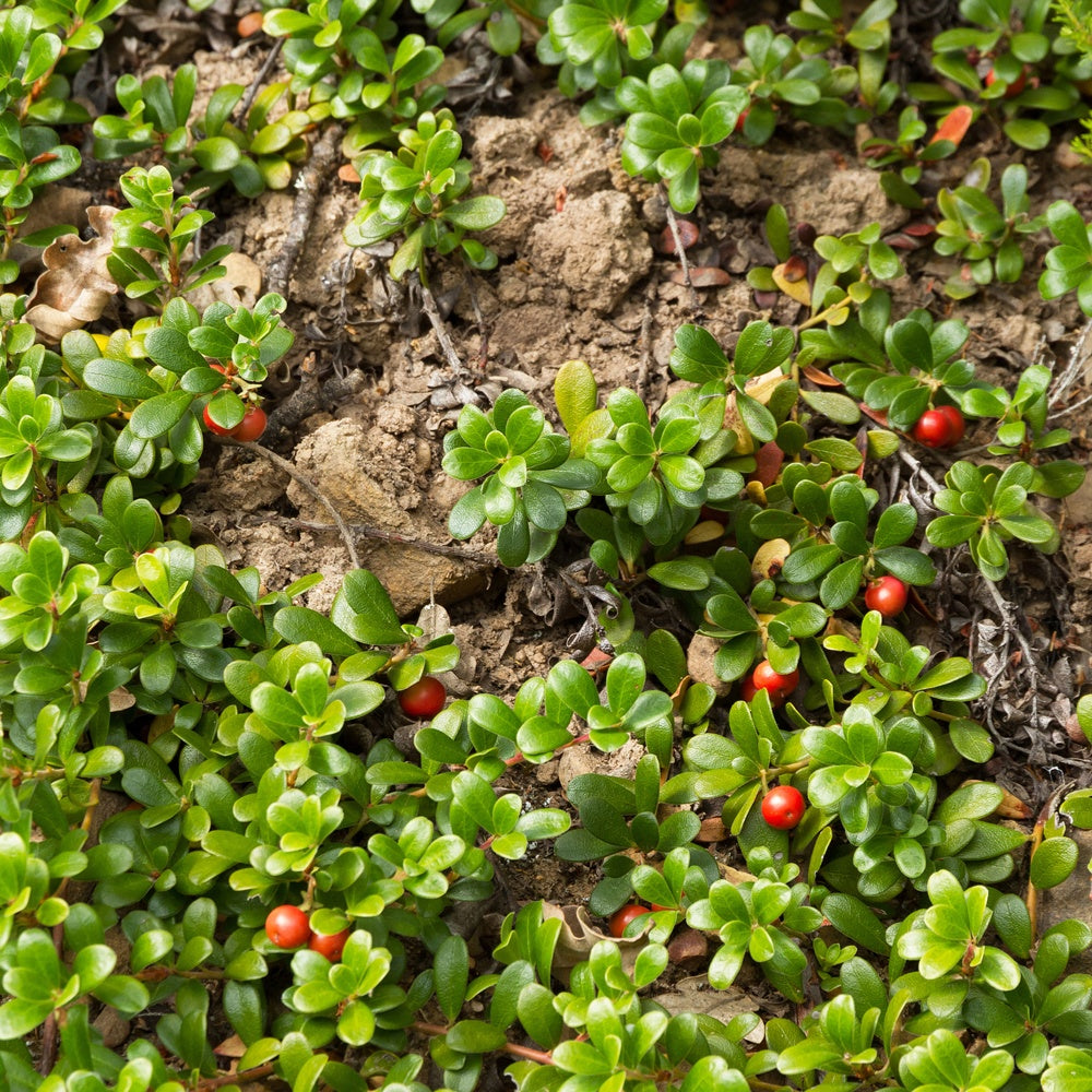 Bakker - Raisin d'ours - Arctostaphylos uva-ursi - Terrasses et balcons