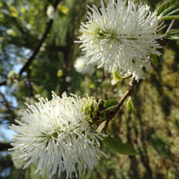 Bakker - Grand fothergille - Fothergilla major - Terrasses et balcons