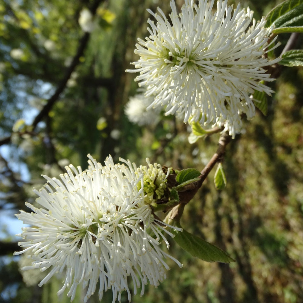 Bakker - Grand fothergille - Fothergilla major - Terrasses et balcons