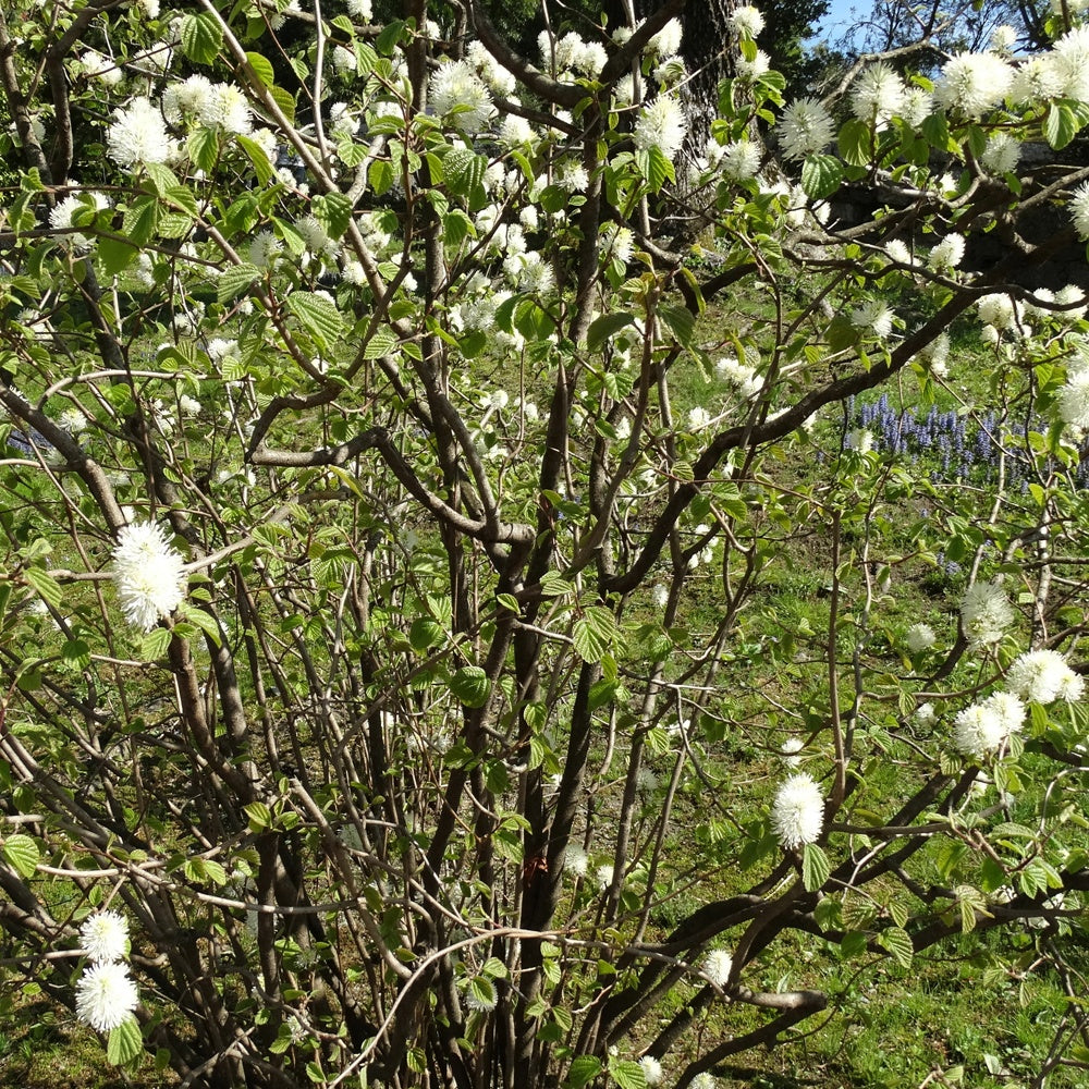 Bakker - Grand fothergille - Fothergilla major