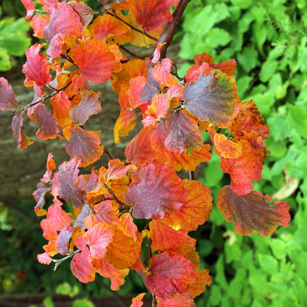 Bakker - Grand fothergille - Fothergilla major