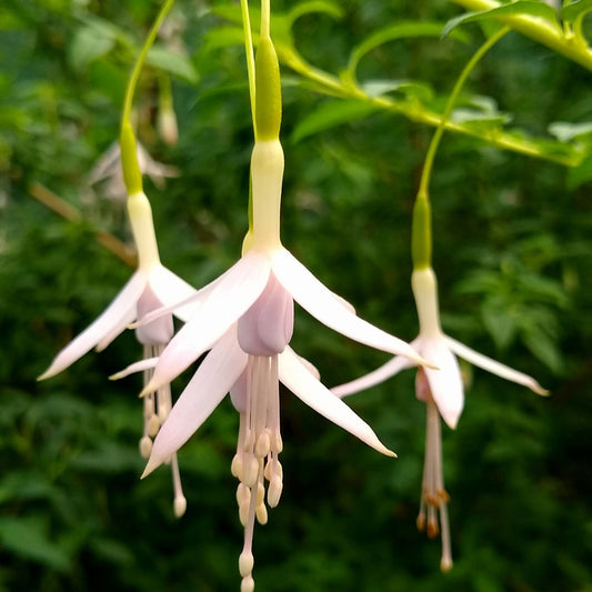 Bakker - Fuchsia de Magellan Sharpitor - Fuchsia magellanica sharpitor - Terrasses et balcons