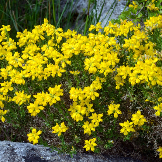 Bakker - Genêt piquant d'Espagne - Genista hispanica - Plantes d'extérieur