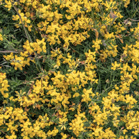 Bakker - Genêt poilu Vancouver Gold - Genista pilosa 'vancouver gold' - Plantes d'extérieur