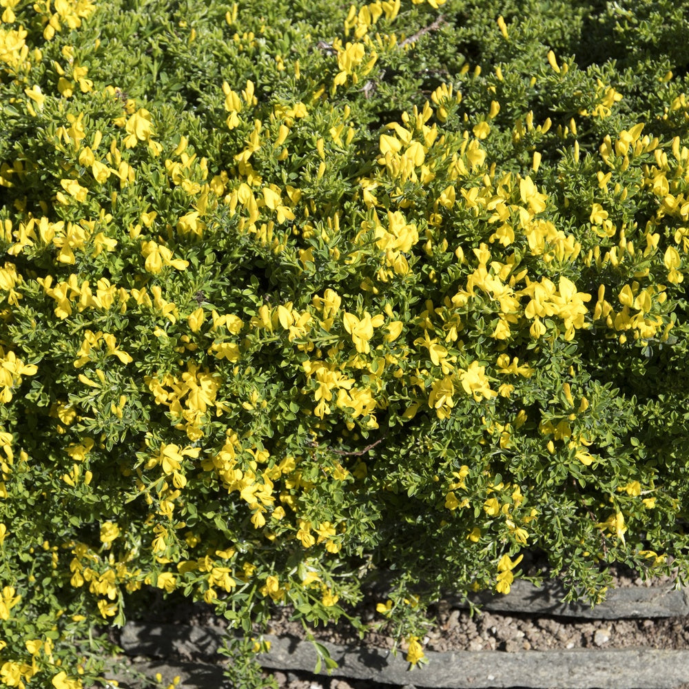 Bakker - Genêt poilu Vancouver Gold - Genista pilosa 'vancouver gold' - Arbustes et vivaces