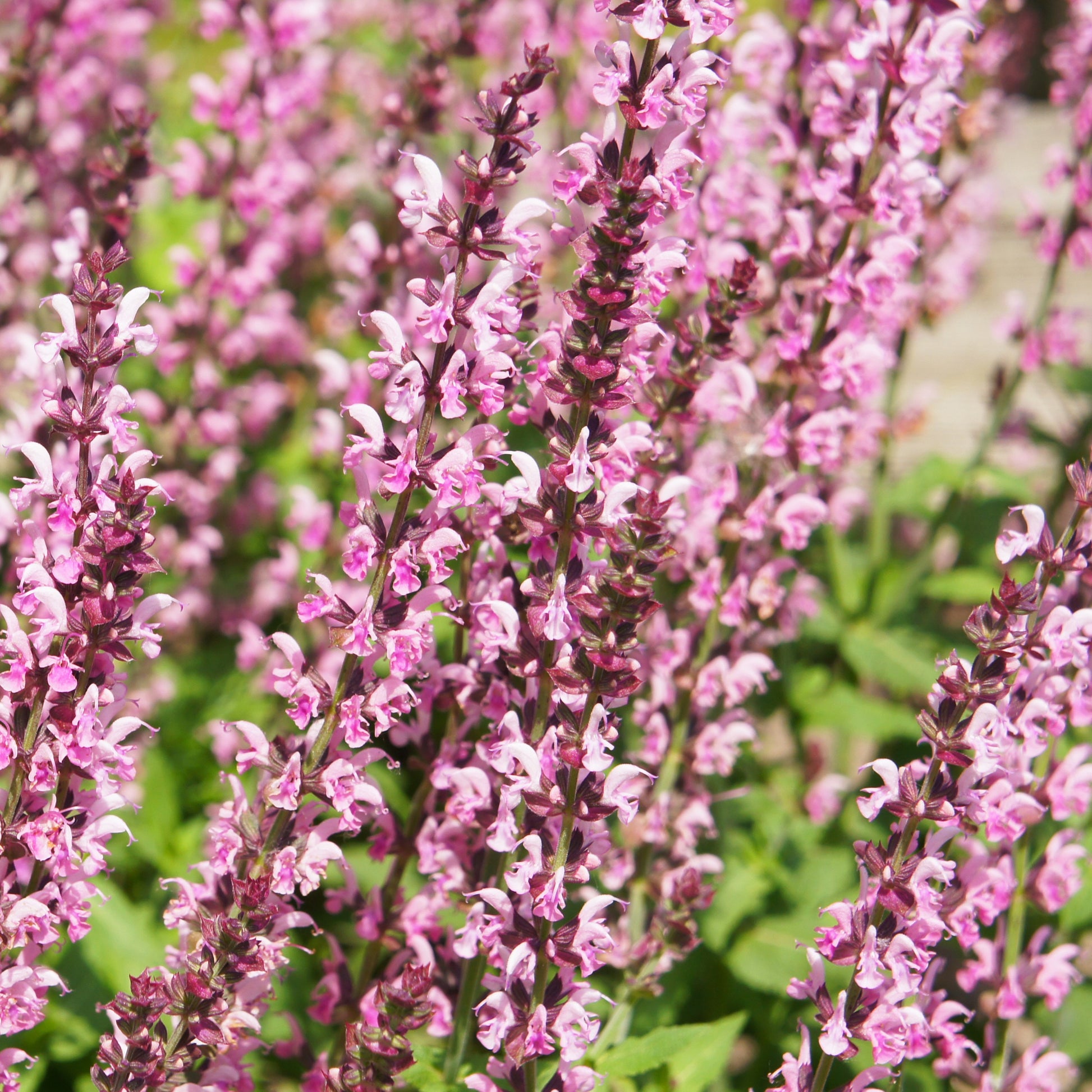 Sauge des bois Rose Marvel - Bakker.com | France