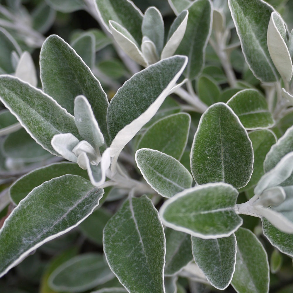 Bakker - Senecio compacta Drysdale - Senecio compacta drysdale - Terrasses et balcons