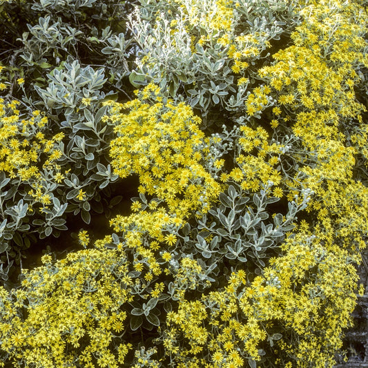 Senecio compacta Drysdale - Bakker