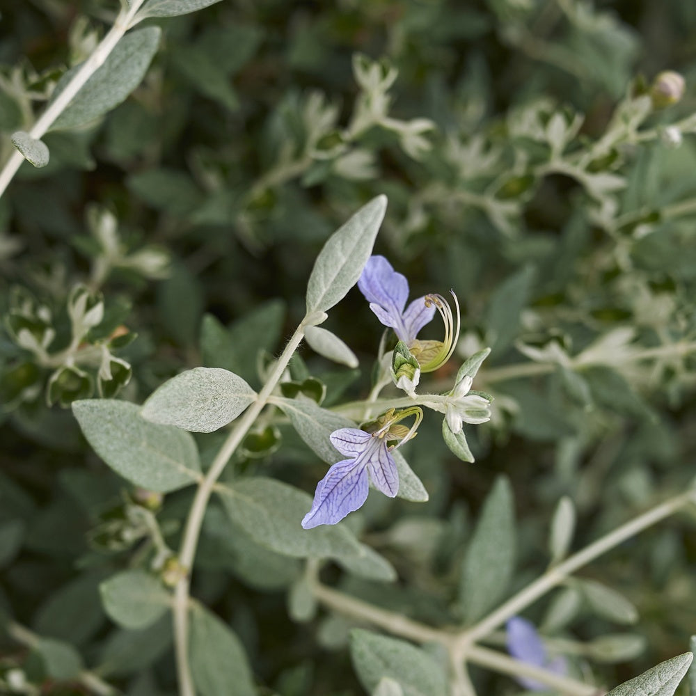 Bakker - Germandrée arbustive Azureum - Teucrium fruticans 'azureum' - Plantes d'extérieur