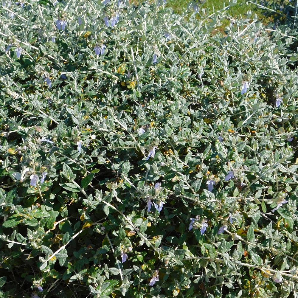 Germandrée arbustive Azureum - Teucrium fruticans 'azureum' - Bakker
