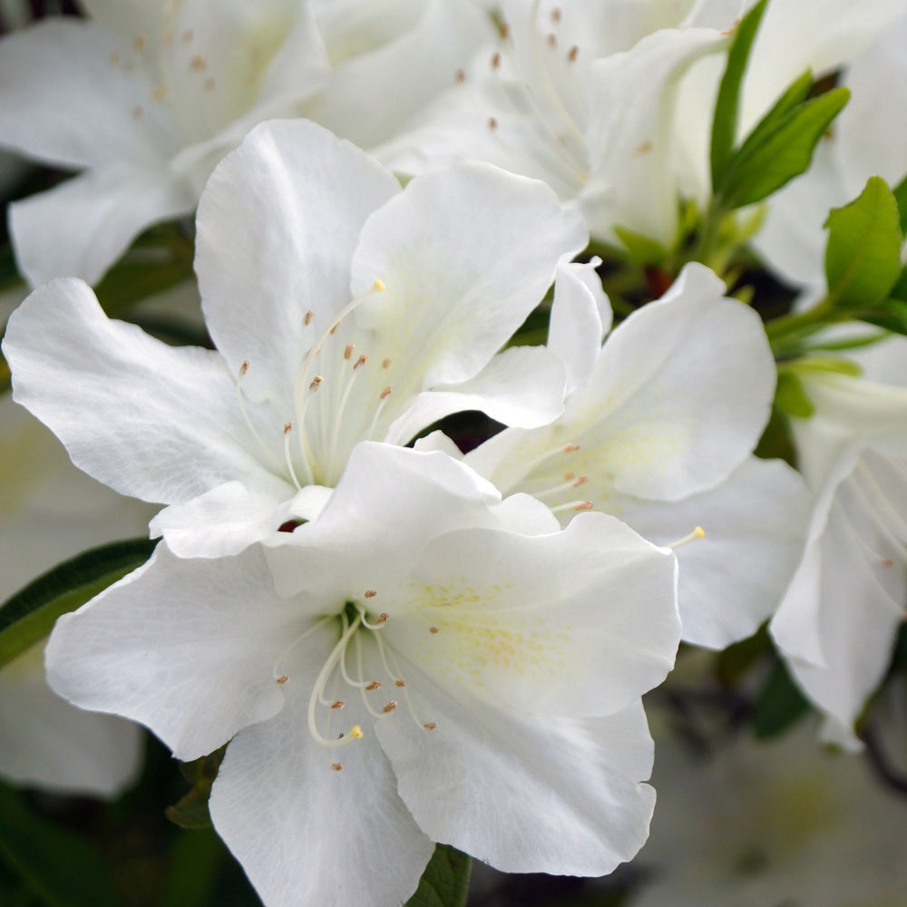 Azalea Palestrina - Bakker.com | France