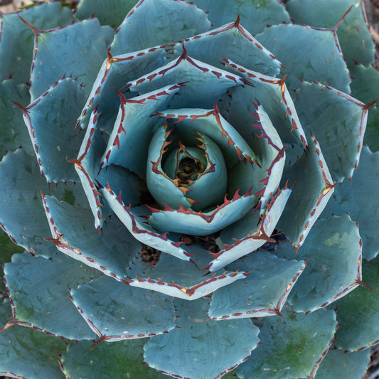Agave Globe - Bakker