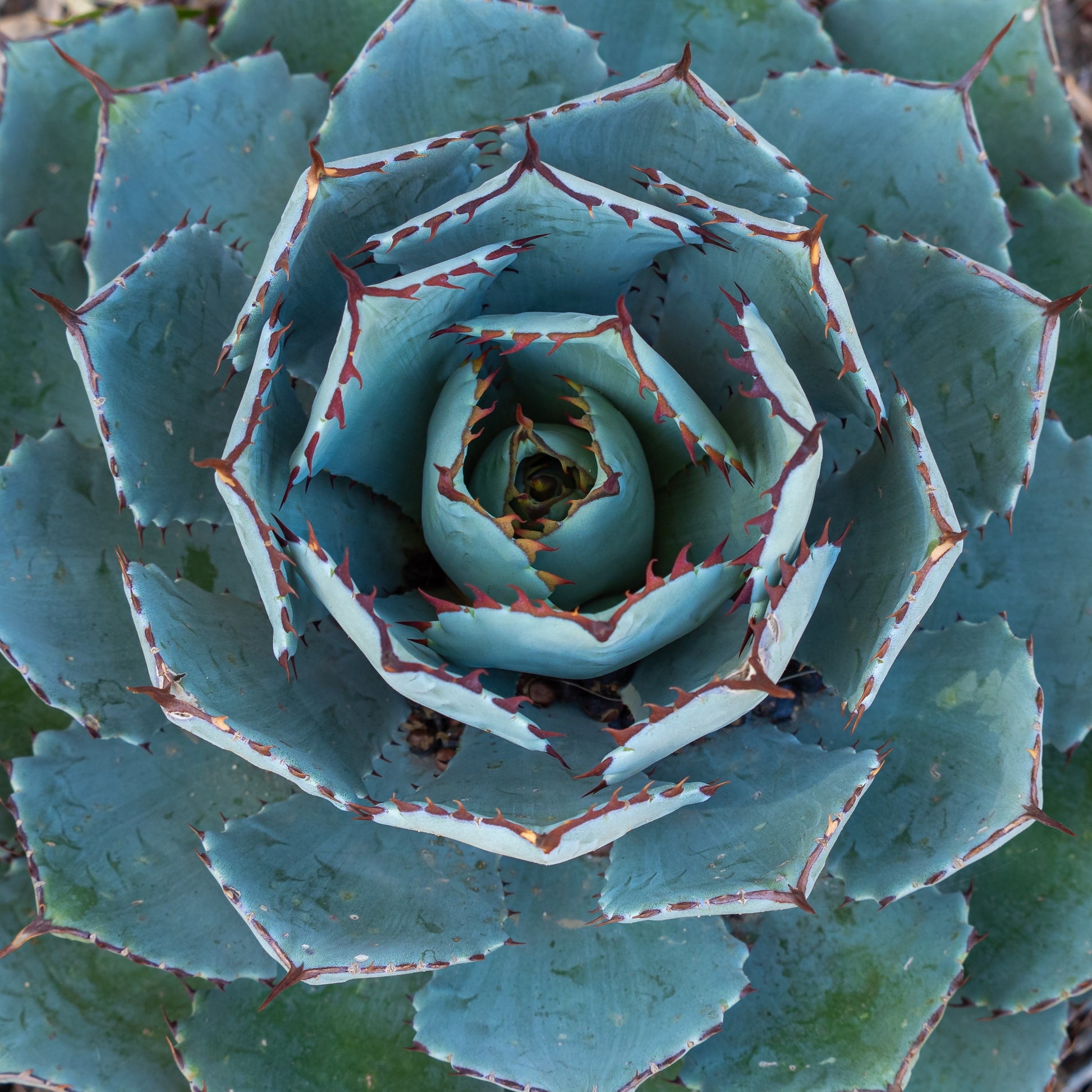 Bakker - Agave Globe - Agave potatorum 'Globe' - Plantes d'extérieur