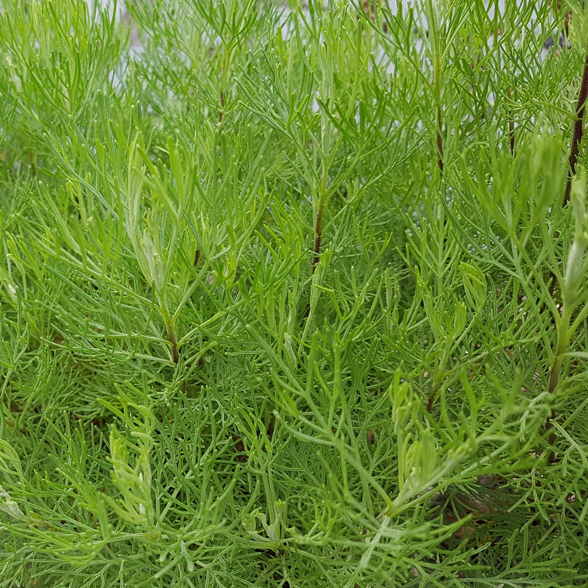 Plante cola - Artemisia abrotanum 'maritima' - Bakker