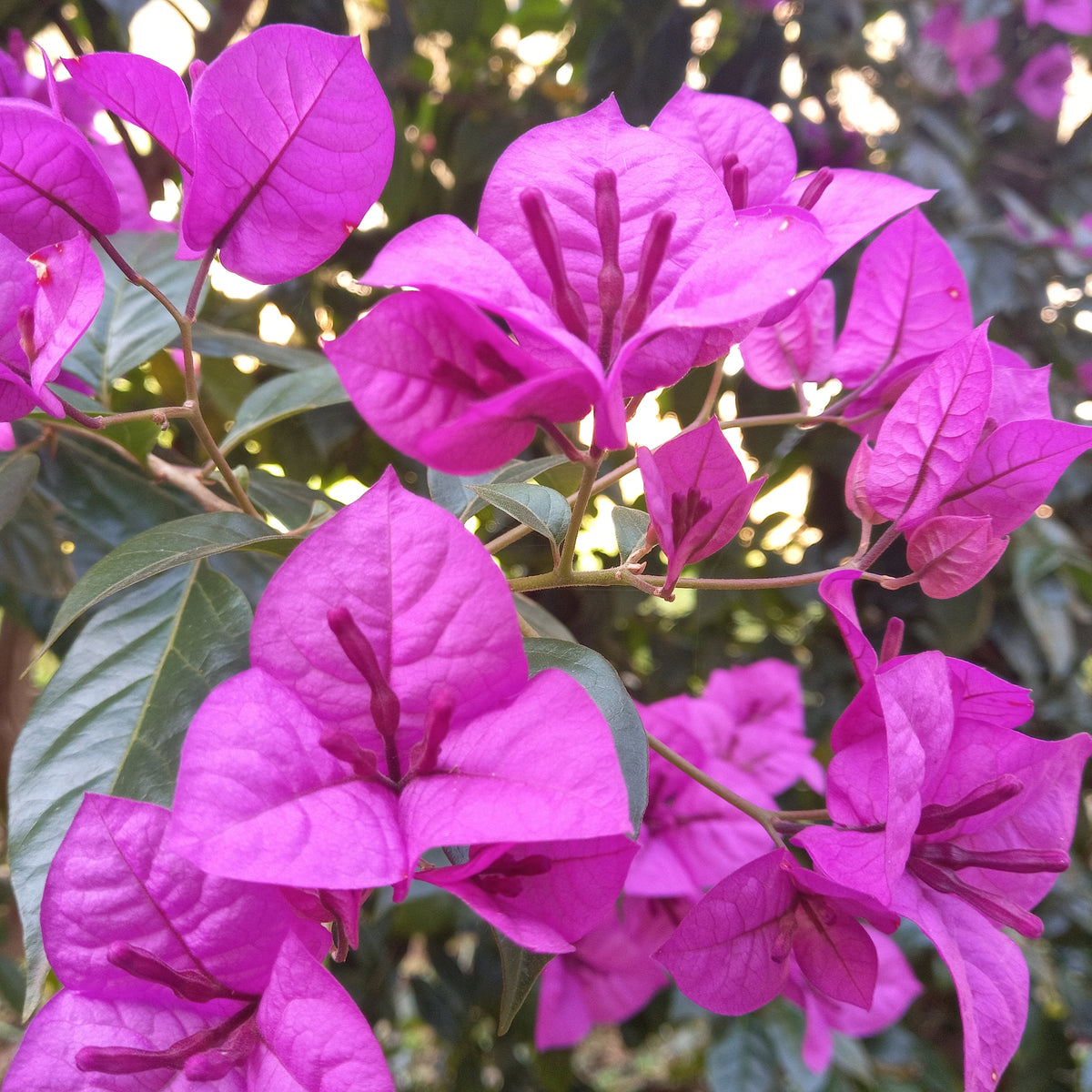 Bougainvillier rustique Violet de Mèze - Bougainvillea Violet de Mèze - Bakker