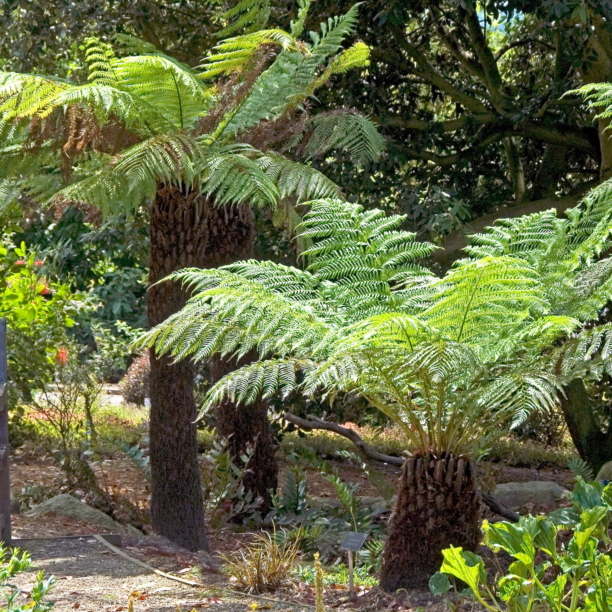 Fougère arborescente de Tasmanie - Dicksonia antarctica - Bakker