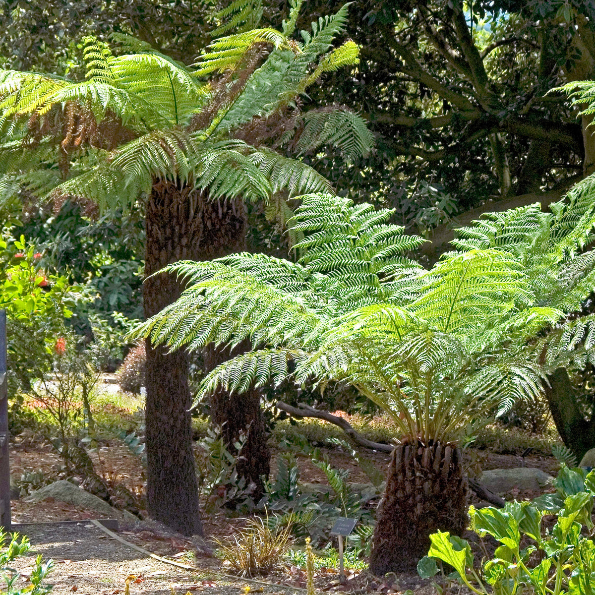 Dicksonia antarctica - Fougère arborescente de Tasmanie - Fougères