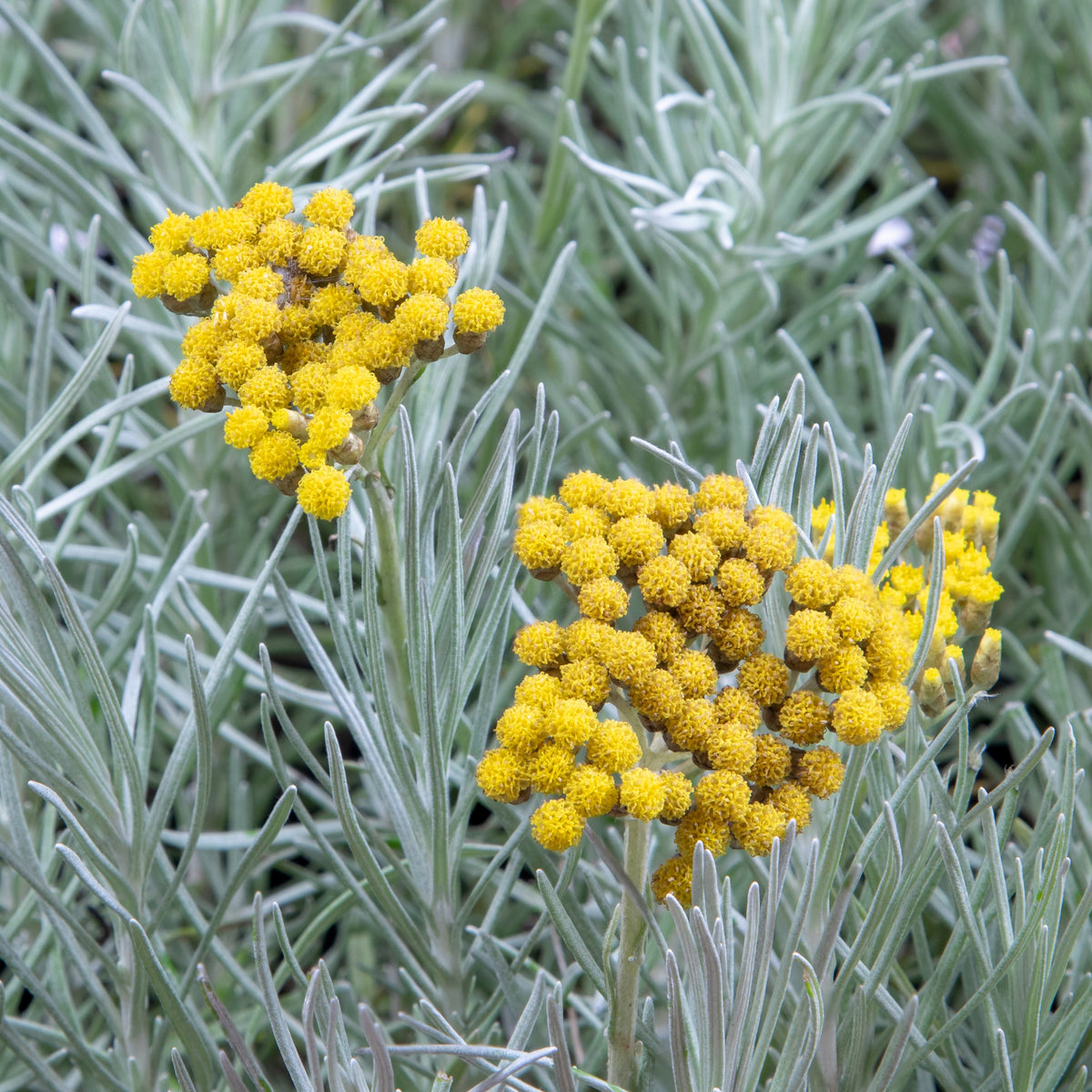 Helichrysum italicum subsp. serotinum - Herbe à curry - Plantes vivaces