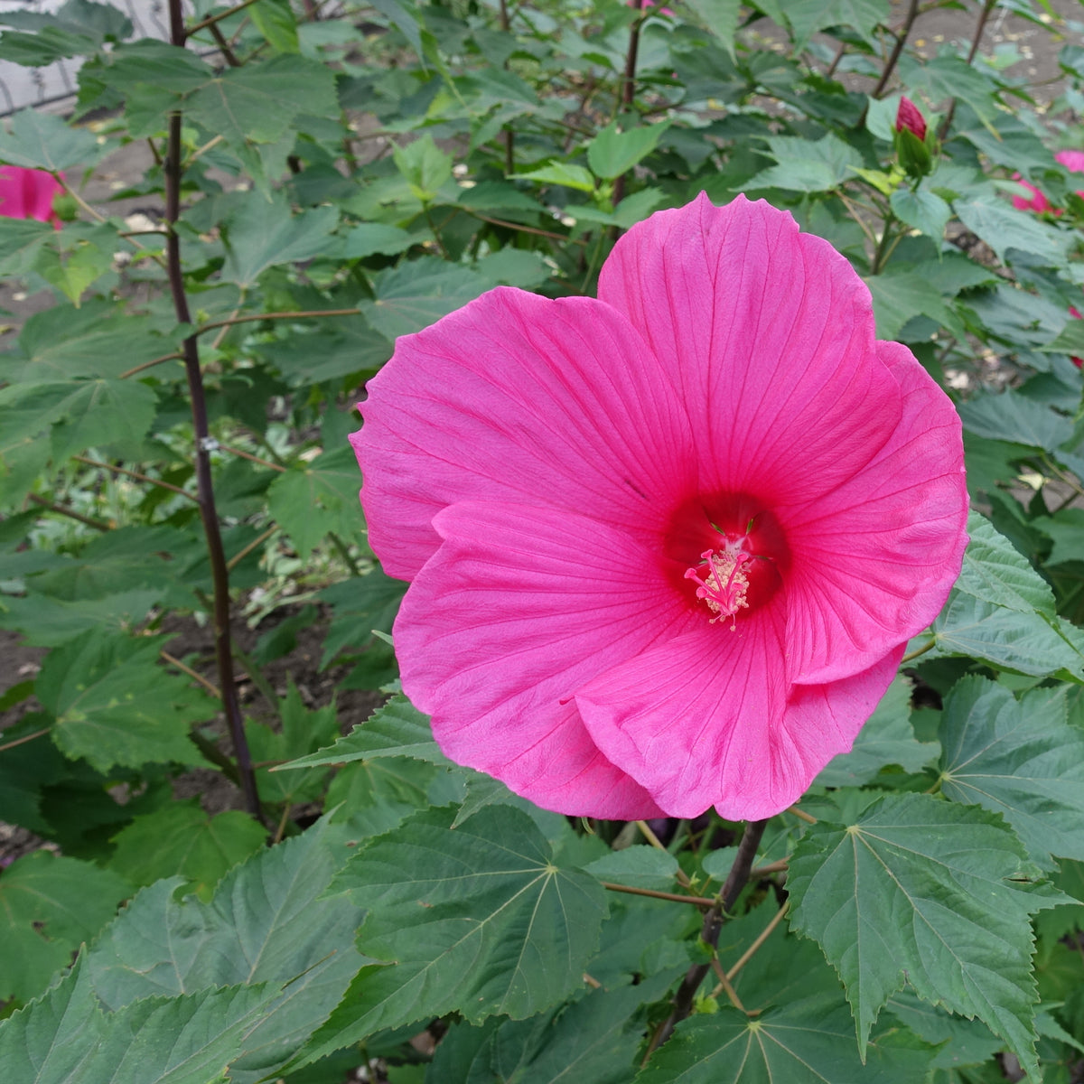 Hibiscus des marais Extreme Magenta ® - Hibiscus moscheutos Extreme Magenta - Bakker