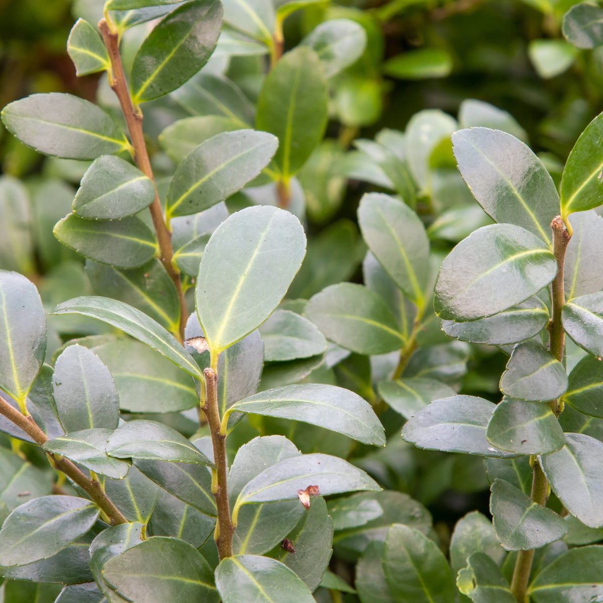 Houx Mutchagara - Ilex maximowicziana Kanehirae - Bakker