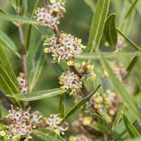 Bakker - Filaire à feuilles étroites  - Phillyrea angustifolia