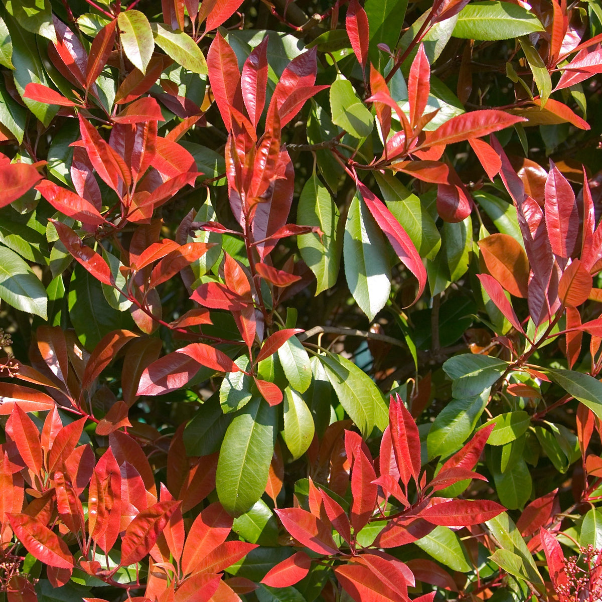 Photinia fraseri Carré rouge - Bakker