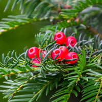 Bakker - If commun - Taxus baccata - Arbustes et vivaces