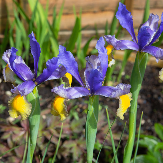 Iris de Hollande Frans Hals - Bakker.com | France