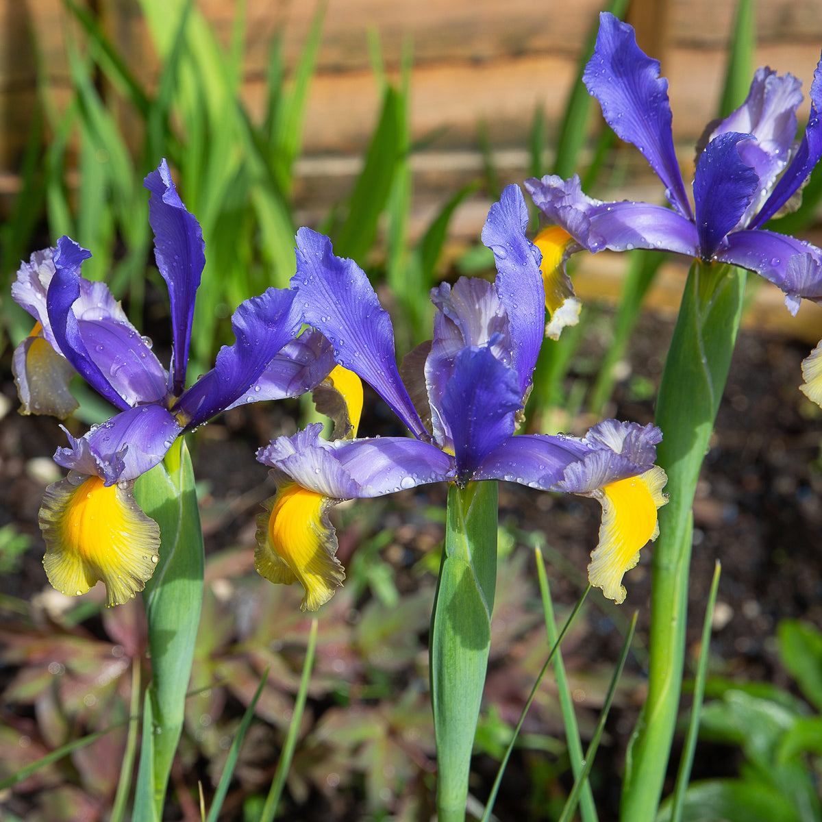 10 Iris de Hollande Frans Hals - Bakker