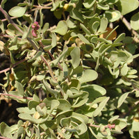 Bakker - Pourpier de mer - Atriplex halimus - Terrasses et balcons