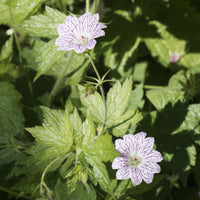 Geranium oxonianum katharine adèle , himalayense, - 9 Géraniums vivaces en mélange - 