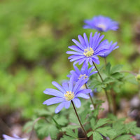 Bakker - 30 Anémones de Grèce Blue Shades - Anemone blanda blue shades - Bulbes à fleurs
