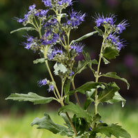 Bakker - Caryopteris Good as Gold - Caryopteris clandonensis good as gold 'novacargol' - Terrasses et balcons