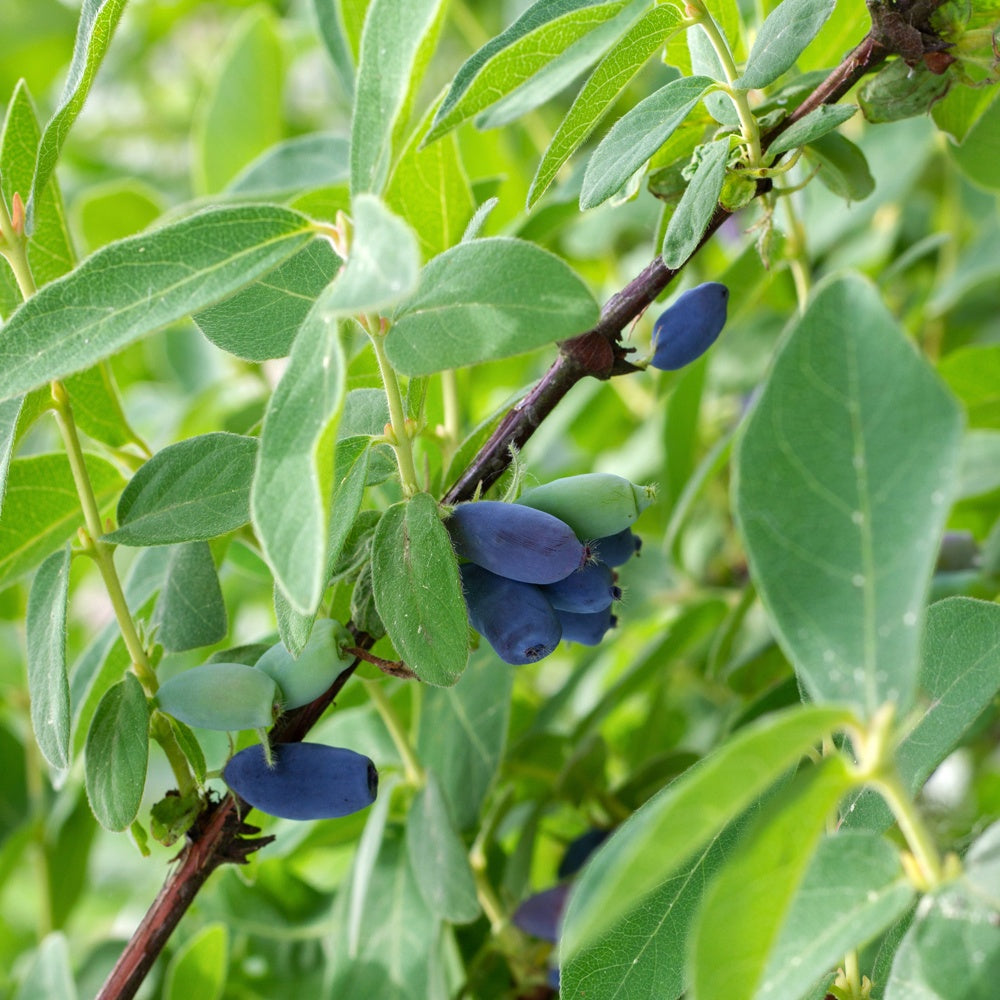 Baie de Mai Borealis - Camerisier - Lonicera caerulea 'borealis' - Bakker