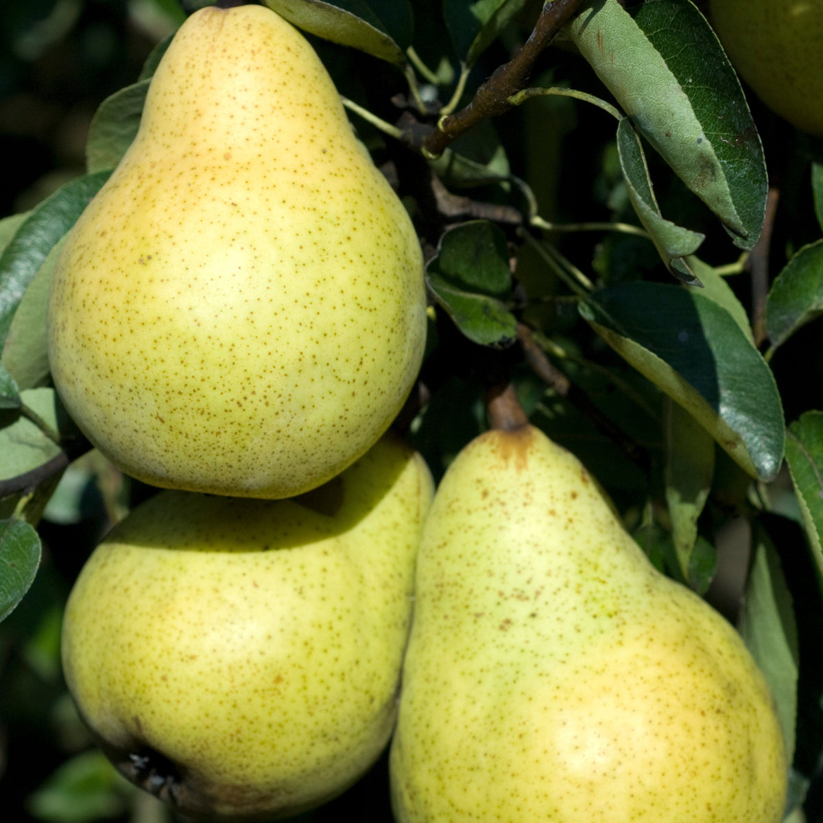 Collection de Poiriers : Conférence, Williams, Doyenne du Comice - Pyrus communis conférence, william's, doyenné du comice - Bakker