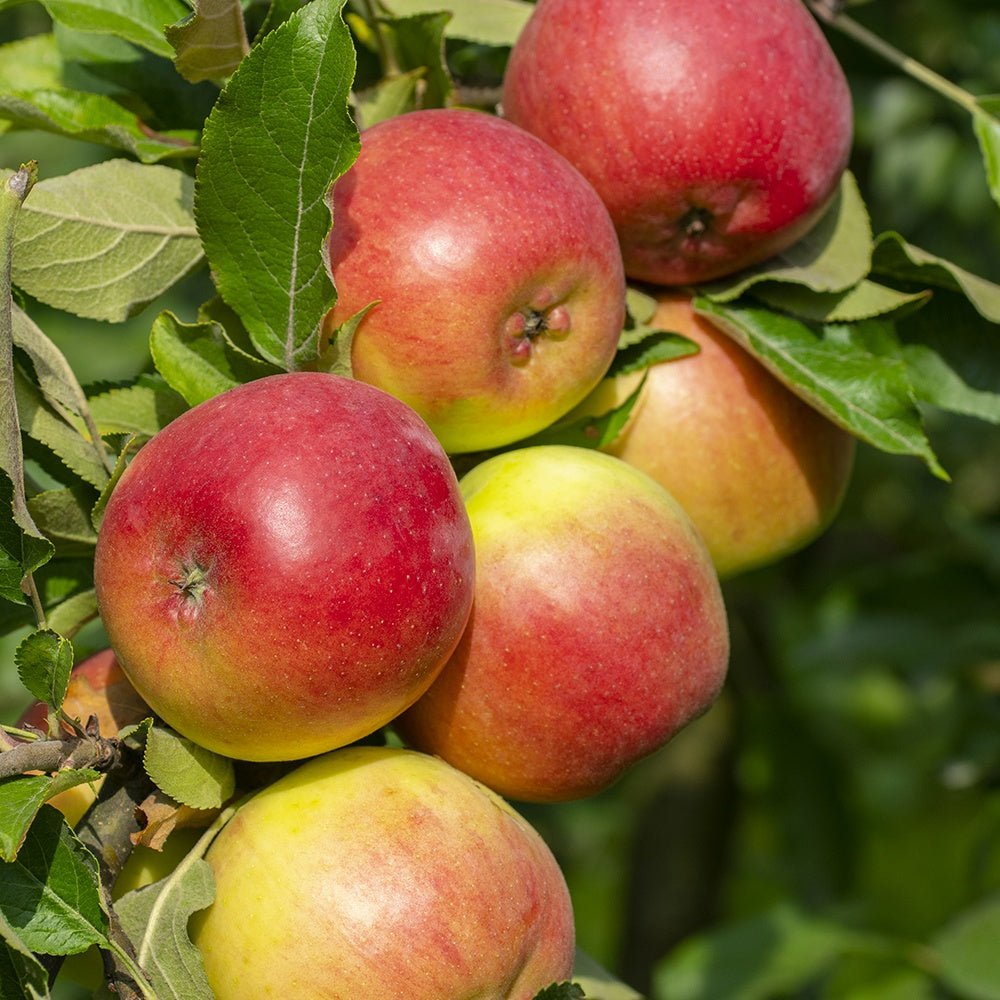 Collection de  Pommiers : Reine de reinettes, Gala, Golden Delicious - Malus domestica reine de reinettes, gala, golden delicious - Bakker