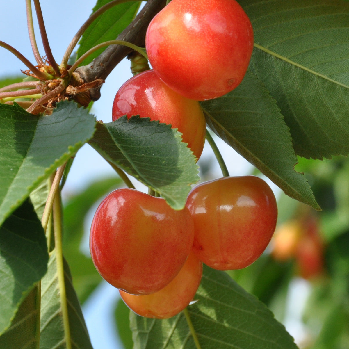 Collection de Cerisiers : Bigarreau Napoléon, Van, Summit - Prunus avium napoléon, van, summit - Bakker
