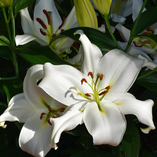 Bakker - 3 Lis asiatique Siberia - Lilium siberia - Bulbes à fleurs