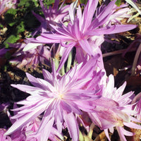 Bakker - Colchique d'automne Waterlily - Colchicum 'waterlily' - Bulbes à fleurs