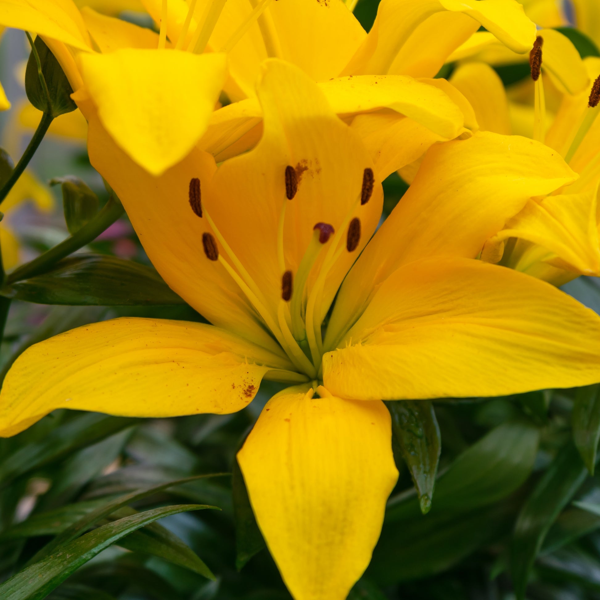 Bakker - Lis Asiatique yellow - Lilium asiaticum 'yellow' - Bulbes à fleurs