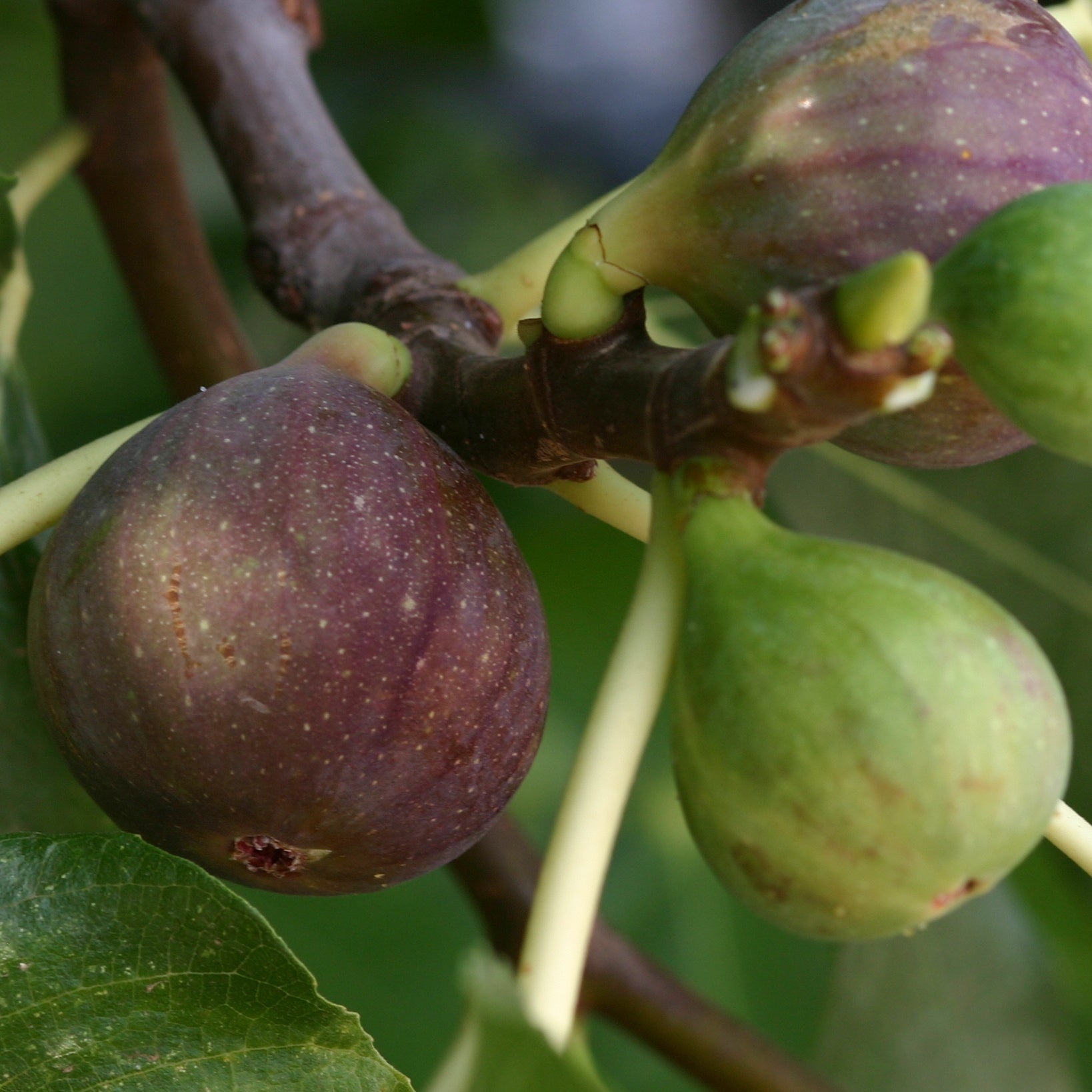 Bakker - Figuier Violette de Solliès - Ficus carica sollies - Fruitiers