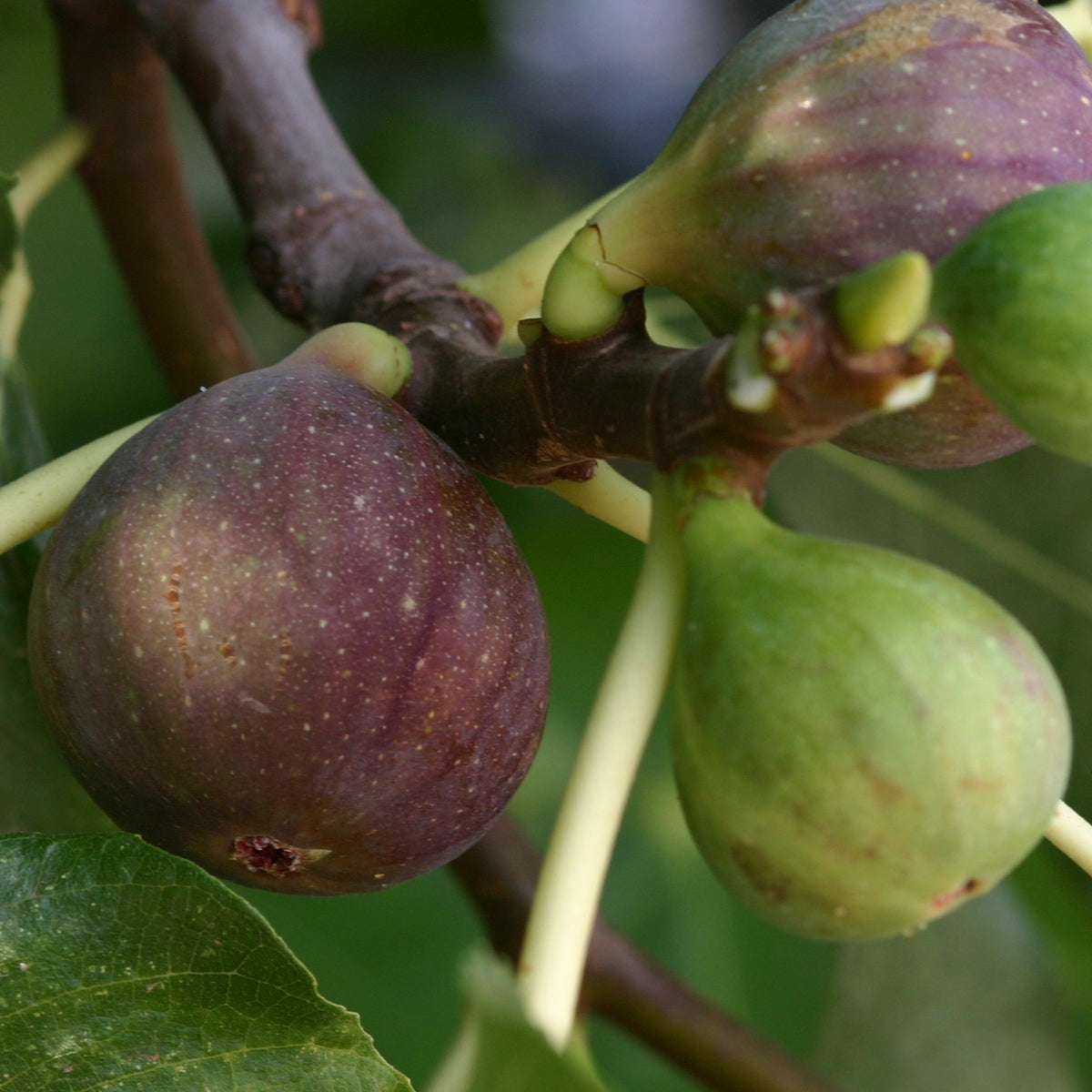 Figuier Violette de Solliès - Ficus carica sollies - Bakker