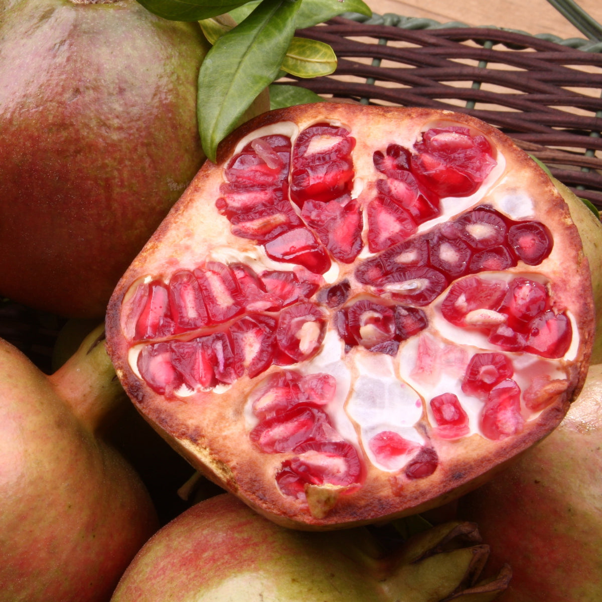 Grenadier à fruits Fina Tendral - Bakker