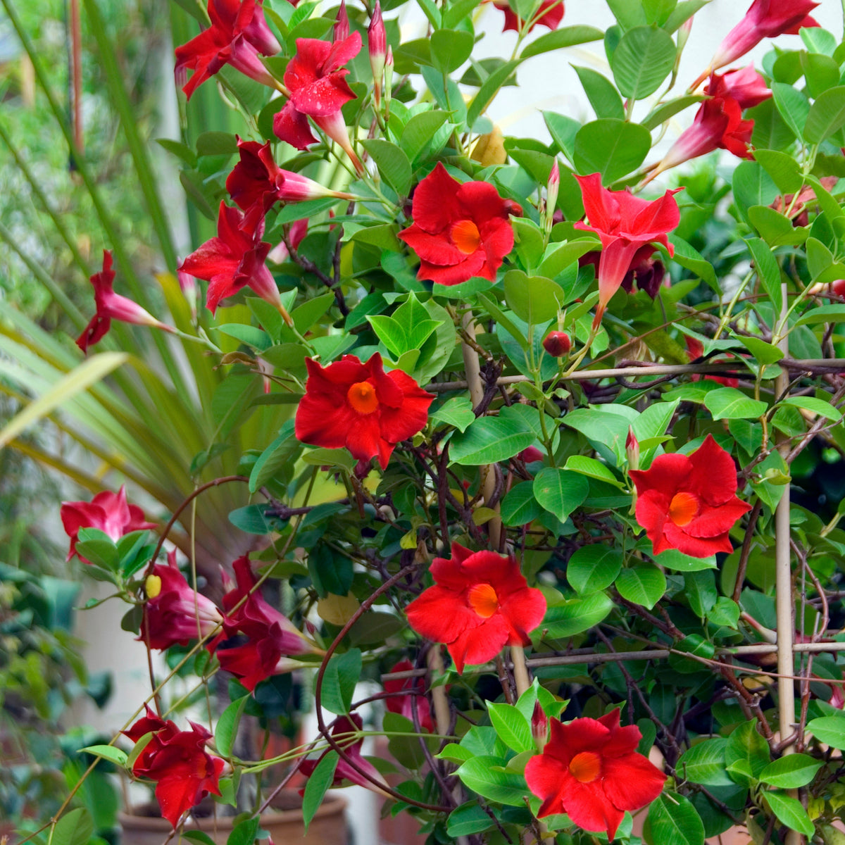 Mandevilla sanderi - Jasmin du Brésil Dipladénia - Jasmin du Chili - Mandevilla