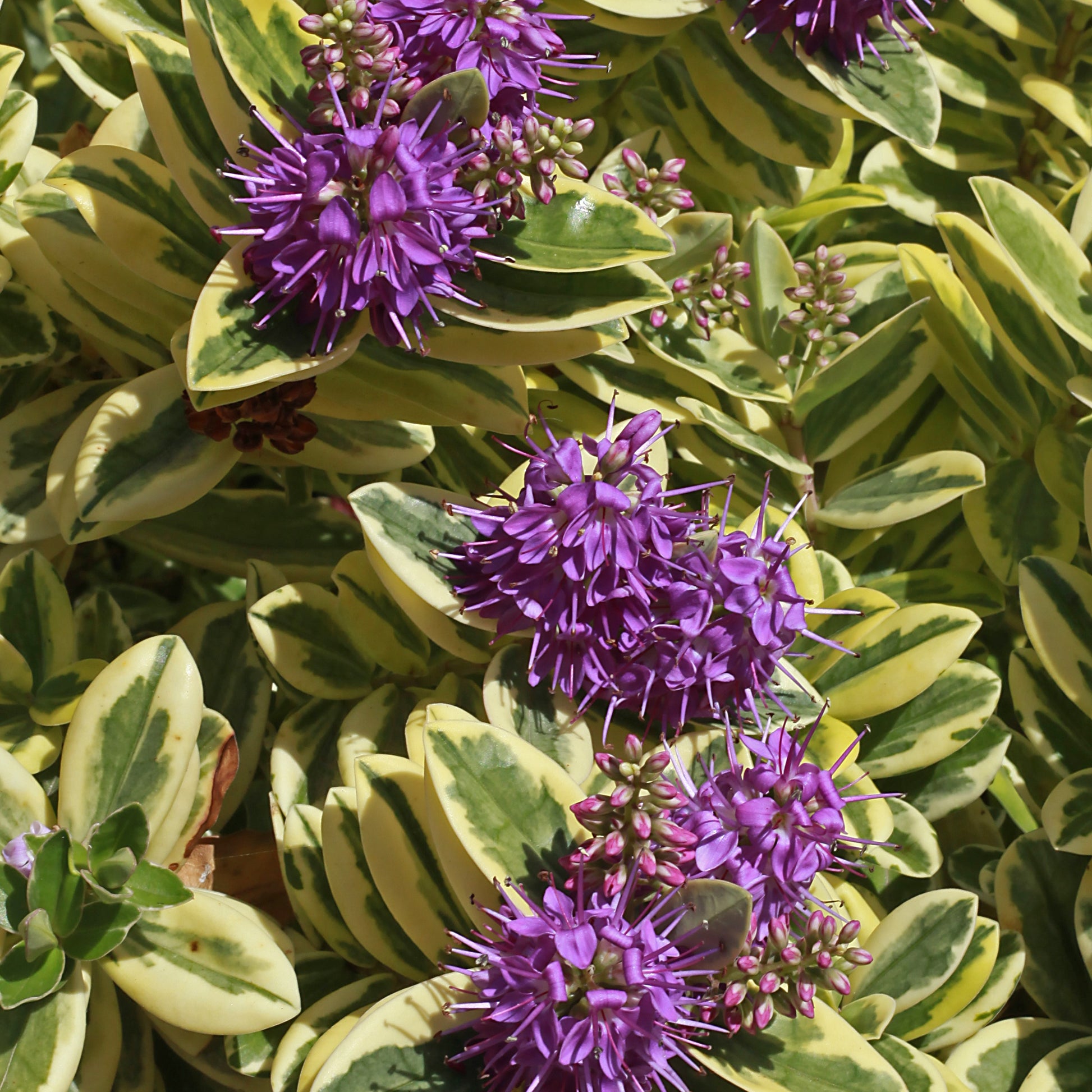 Bakker - Véronique panaché - Hebe speciosa 'variegata' - Terrasses et balcons