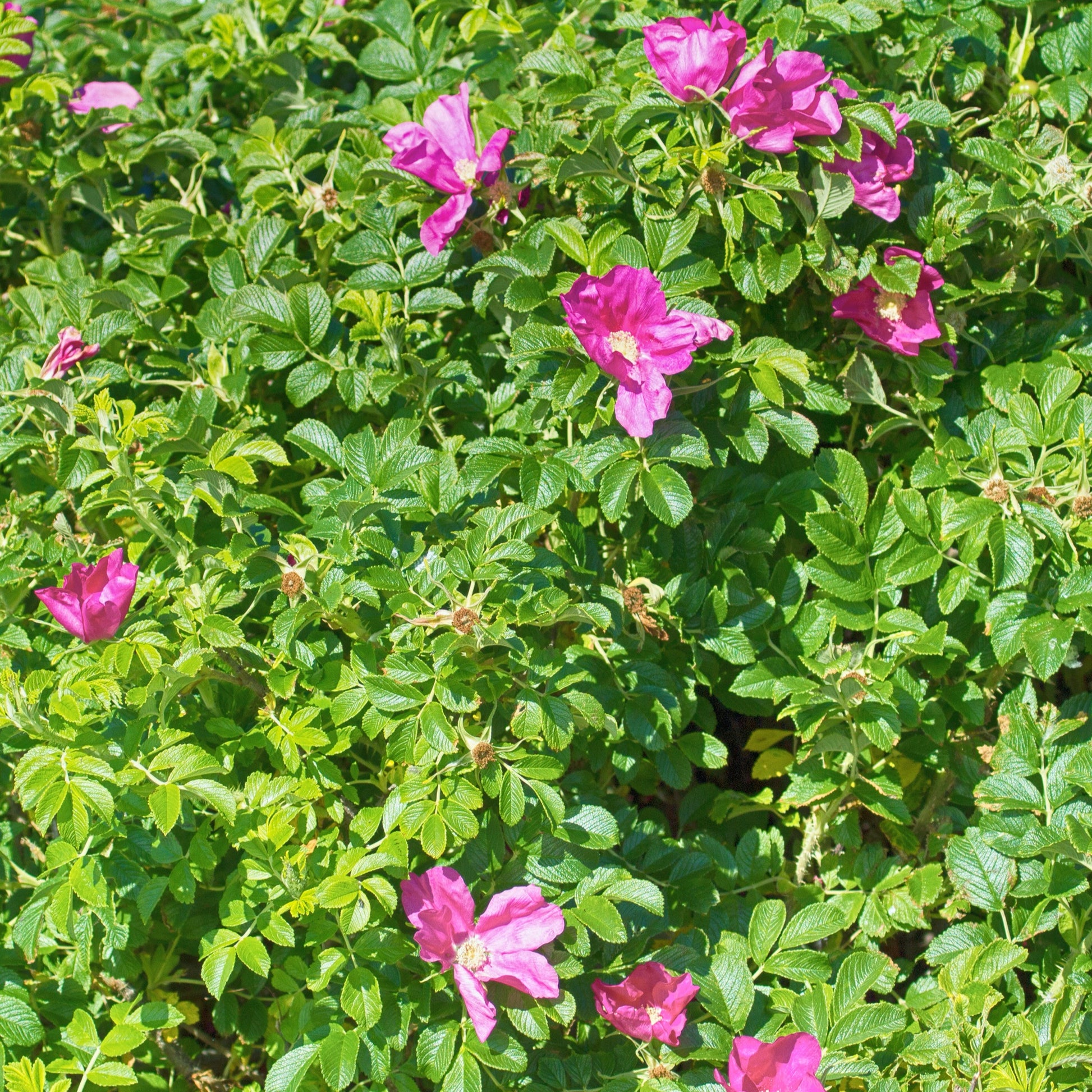 Bakker - 2 Rosiers rugueux rose foncé (pot) - Rosa rugosa rubra - Par variété