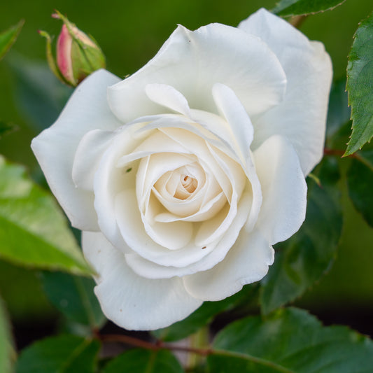 Rosier buisson blanc - Bakker