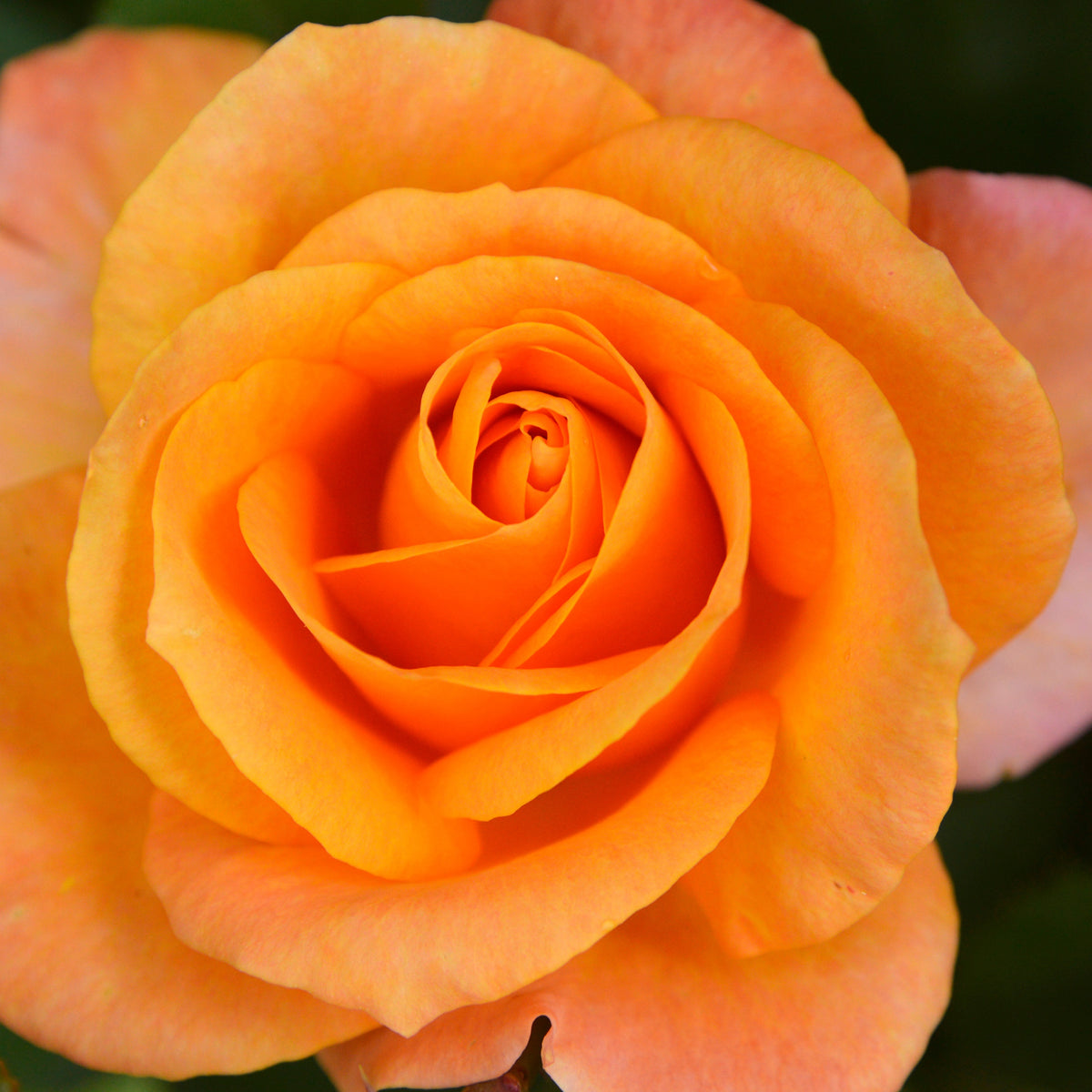 Rosier à massif orange - Bakker